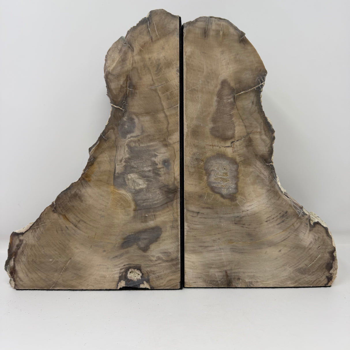Saddle Mountain Cypress Petrified Wood Bookends - Tapered Top