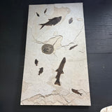 Stingray Fossil Mural Panel with Notogoneus & Knightia Fish Fossil Features - 4-way Mount