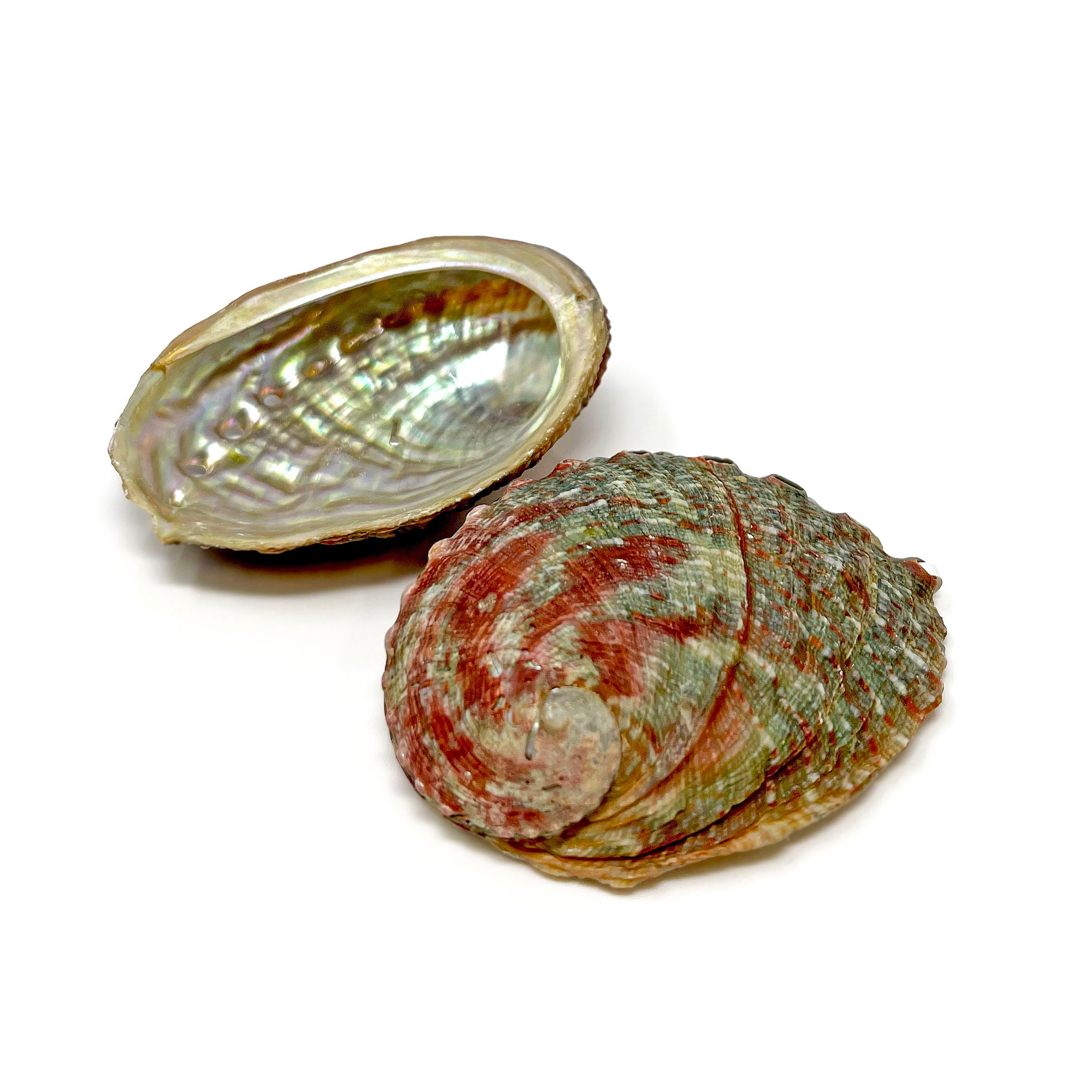 Red Lip Abalone Shell (Sold In Singles) - Rare Earth Gallery