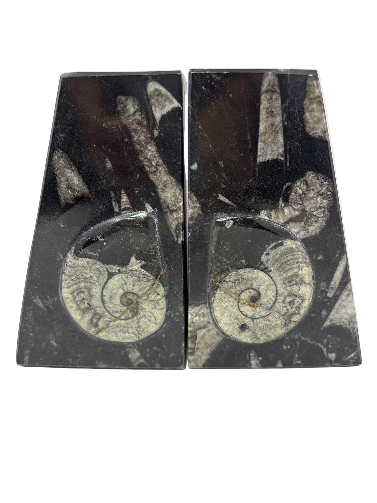 Ammonite and Orthoceras Fossil Bookends in Black Seabed - Trapezoid
