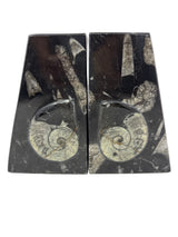 Ammonite and Orthoceras Fossil Bookends in Black Seabed - Trapezoid