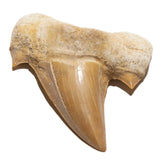 Otudus Sharks Tooth Magnet From Morocco