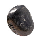 Ammonite & Orthoceras Fossil Dish in Black Seabed