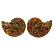 Deep amber ammonite fossil pair in lucite stands, cut to show red-brown chambers and opalescent nacre