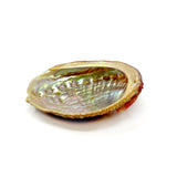 Red Lip Abalone Shell (Sold in Singles)