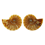 Golden ammonite fossil pair with light-colored calcite chambers and crisp orange suture lines