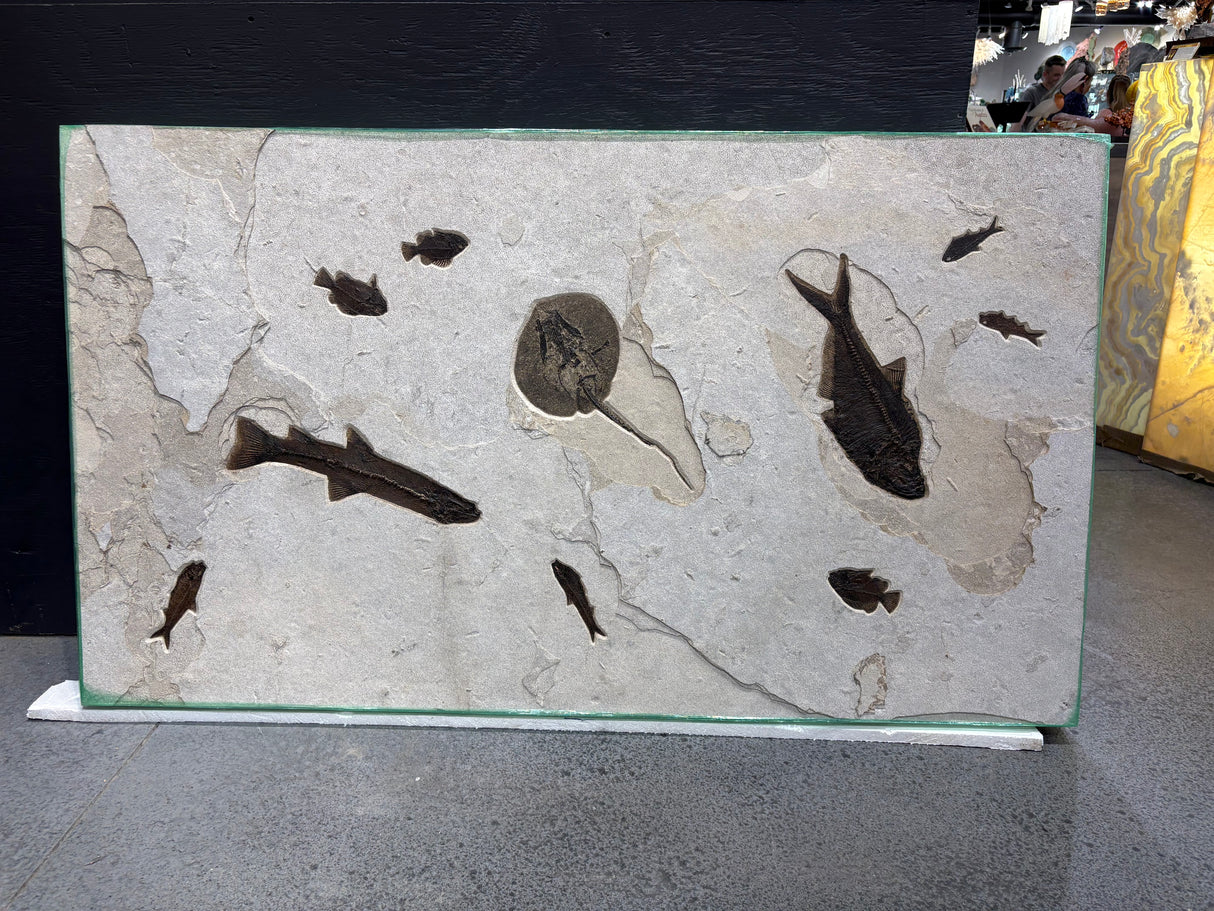 Stingray Fossil Mural Panel with Notogoneus & Knightia Fish Fossil Features - 4-way Mount