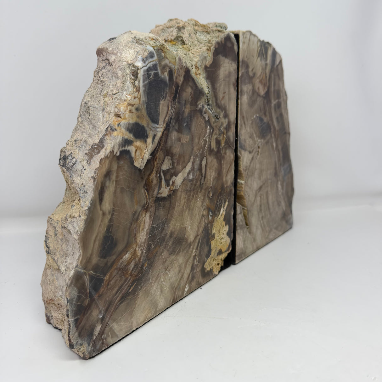 Saddle Mountain Sequoia Petrified Wood Bookends - Browns
