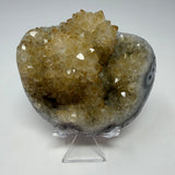 Polished Natural Citrine Crystal Stalactite Knobs on Lucite Stand