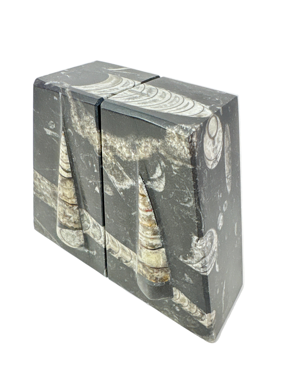 Orthoceras Fossil Bookends in Black Seabed - Trapezoid