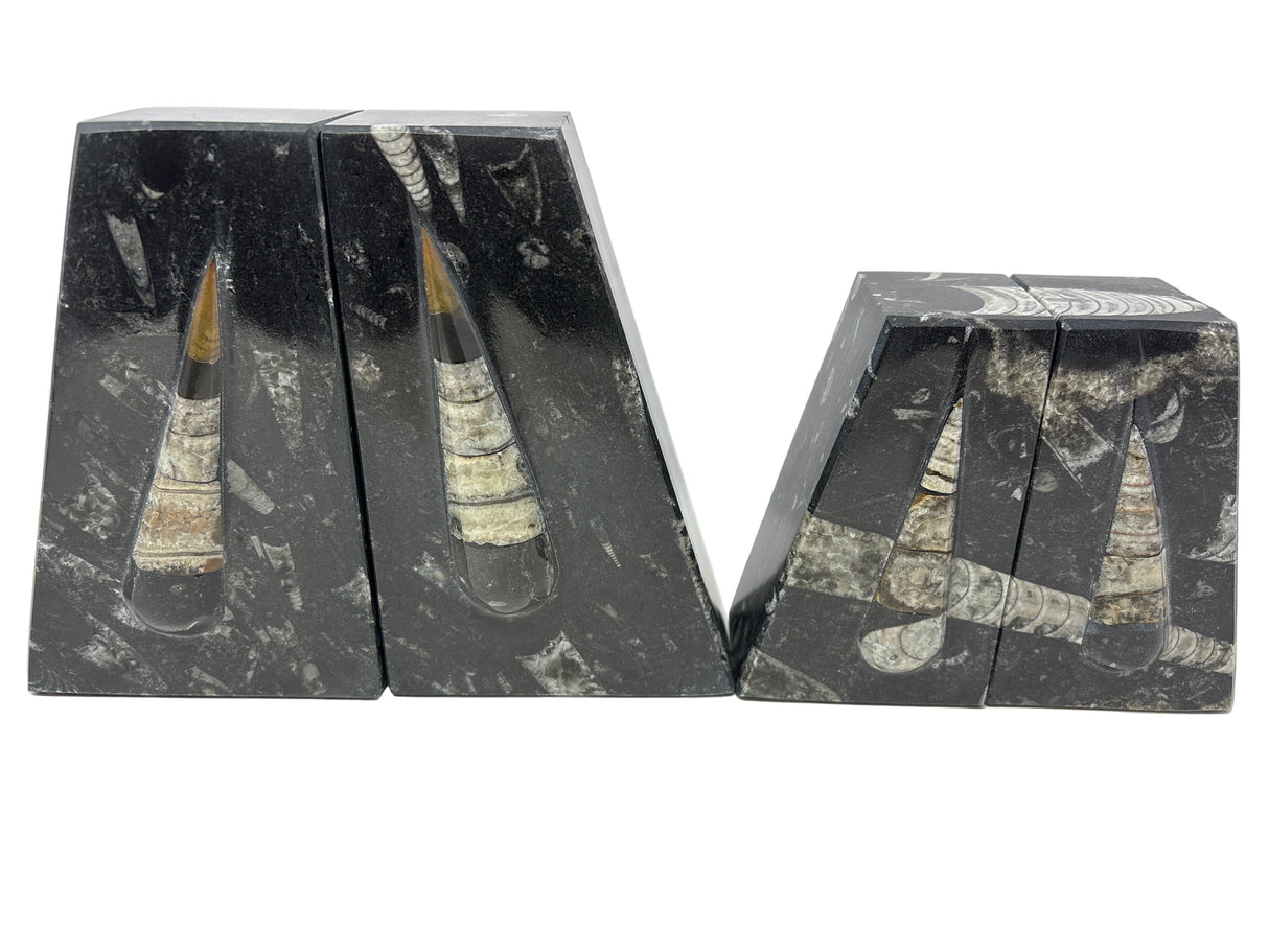 Orthoceras Fossil Bookends in Black Seabed - Trapezoid