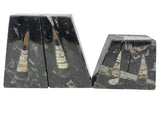 Orthoceras Fossil Bookends in Black Seabed - Trapezoid