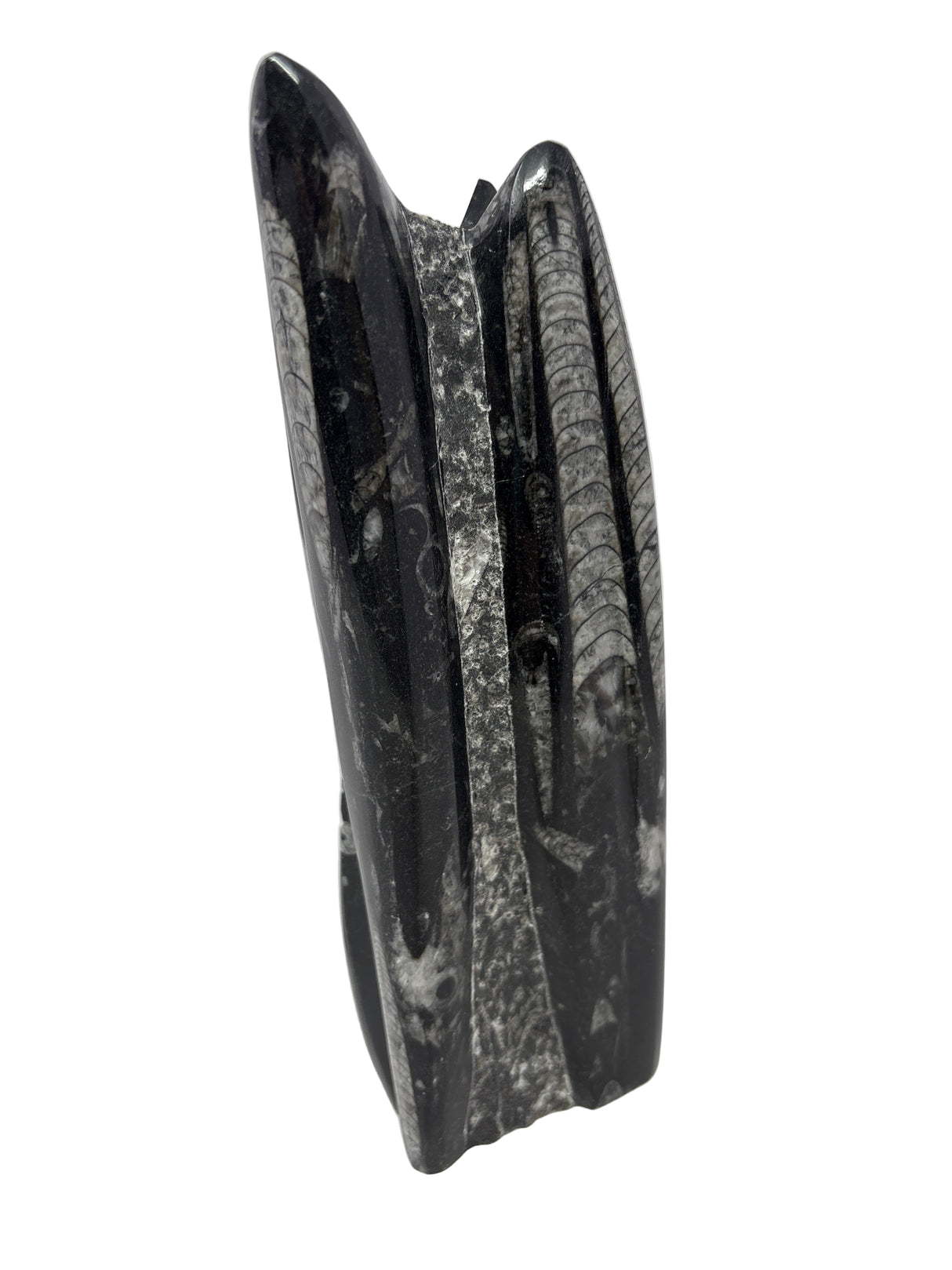 Orthoceras Fossil Sculpture with Self-Standing Base - Small