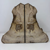 Saddle Mountain Cypress Petrified Wood Bookends - Tapered Top
