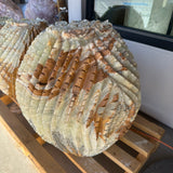 Side profile of the Green Talan barrel cactus, chiseled ribs banded caramel brown over pale green, on a pallet