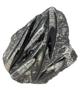 Orthoceras Fossil Plaque with Self-Standing Base
