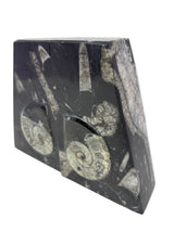 Ammonite and Orthoceras Fossil Bookends in Black Seabed - Trapezoid