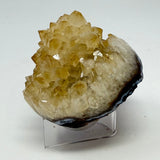 Polished Natural Citrine Crystal Stalactite Knobs on Lucite Stand