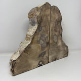Saddle Mountain Cypress Petrified Wood Bookends - Tapered Top