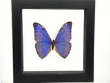 Butterfly Frame Single Morpho Aurora