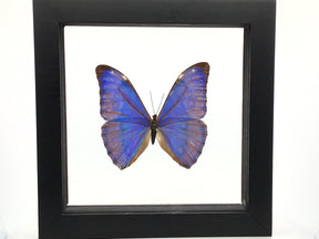 Framed single Morpho Aurora butterfly with vibrant blue wings, displayed in a black shadow box frame.