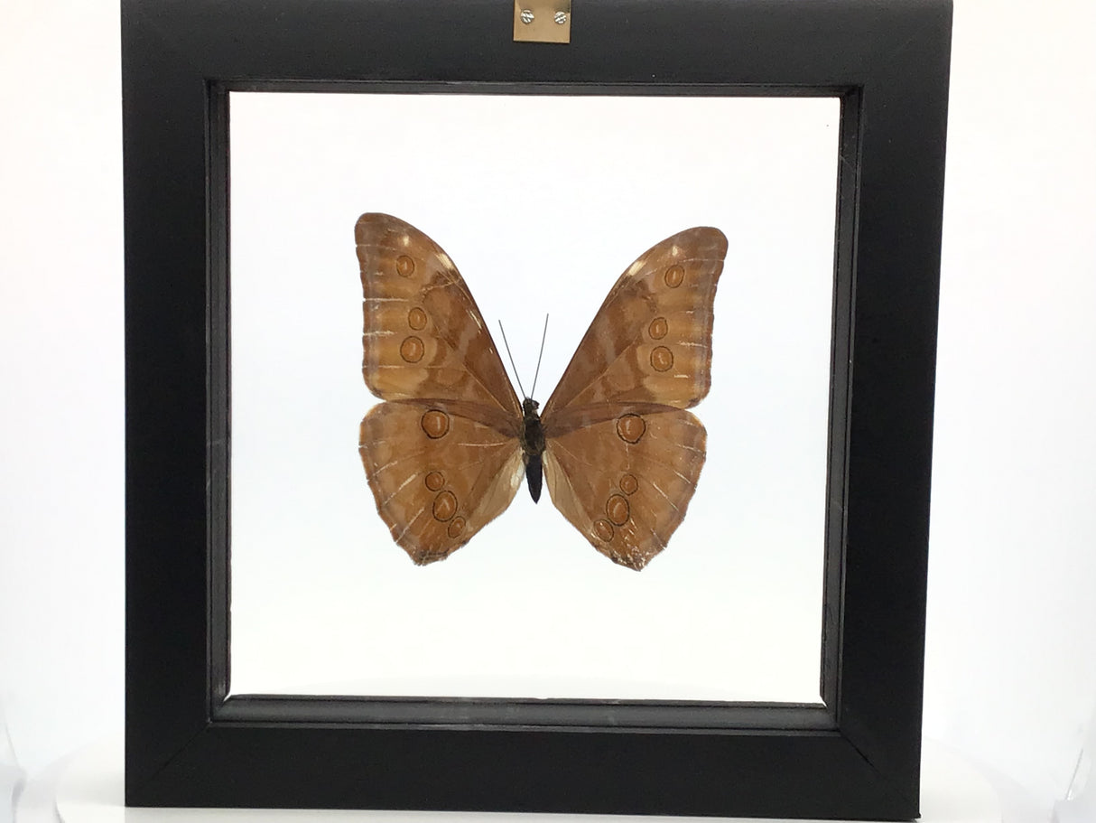 Butterfly Frame Single Morpho Aurora