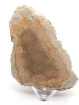 Fossilized Coral Freeform Slice Polished Both Sides (#20)