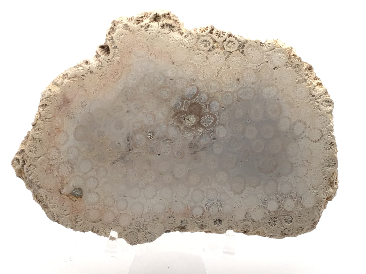 Fossilized Coral Freeform Slice Polished Both Sides (#19)