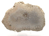 Fossilized Coral Freeform Slice Polished Both Sides (#19)