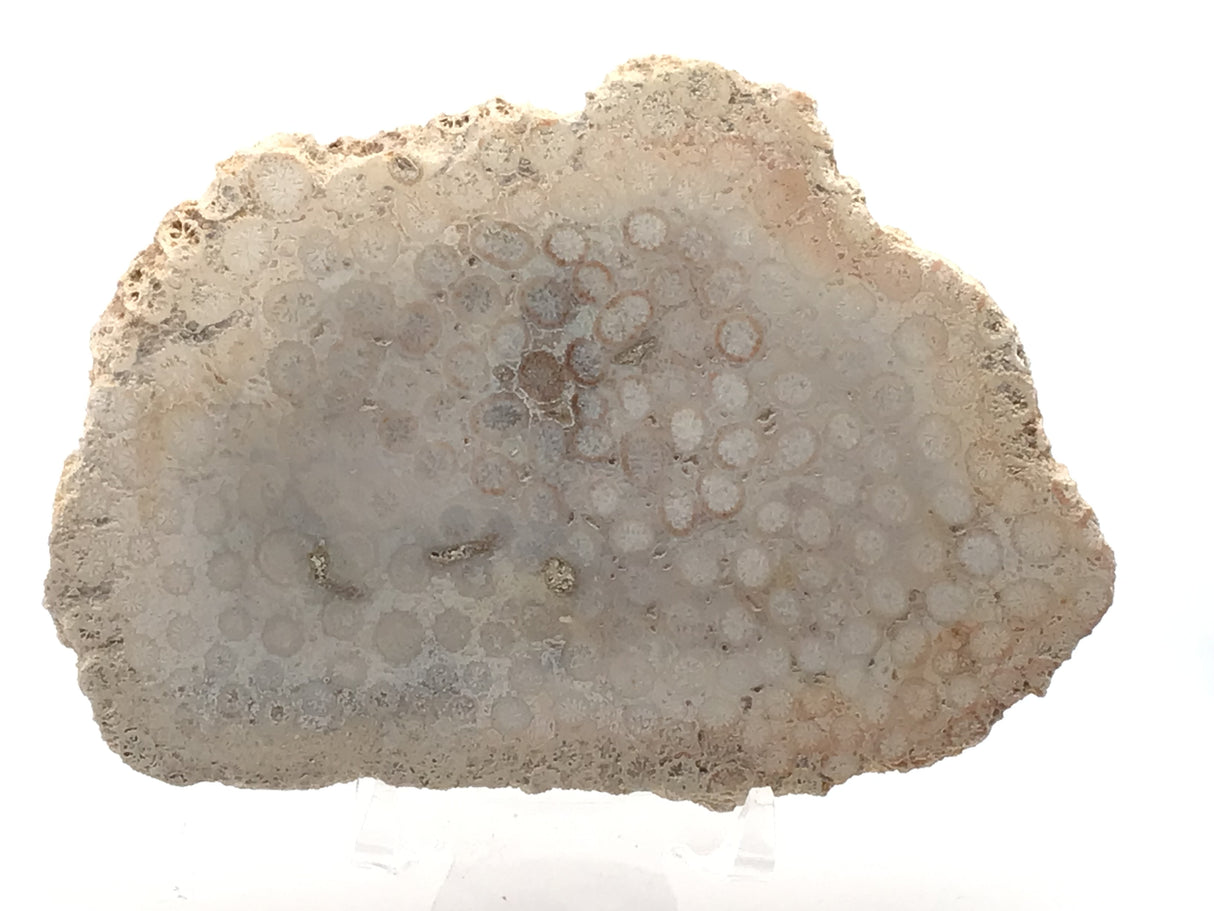 Fossilized Coral Freeform Slice Polished Both Sides (#19)