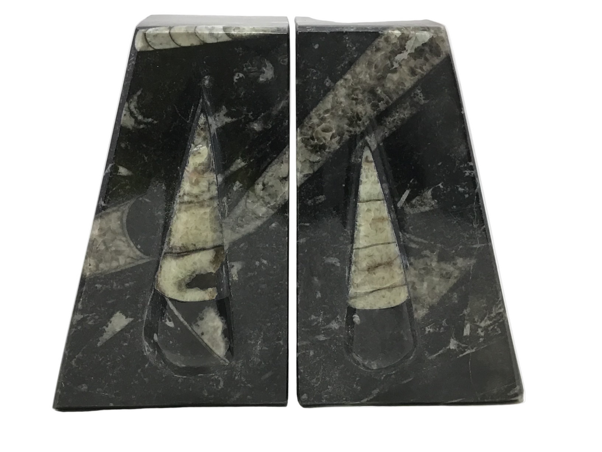 Orthoceras Fossil Bookends in Black Seabed - Trapezoid
