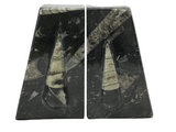 Orthoceras Fossil Bookends in Black Seabed - Trapezoid