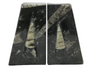 Orthoceras Fossil Bookends in Black Seabed - Trapezoid
