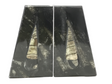 Close front view of Orthoceras fossil bookends, slender tan fossil cones raised on dark speckled seabed stone