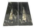 Close front view of Orthoceras fossil bookends, slender tan fossil cones raised on dark speckled seabed stone