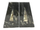 Orthoceras Fossil Bookends in Black Seabed - Trapezoid