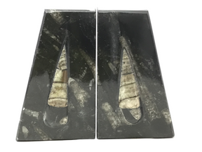 Close front view of Orthoceras fossil bookends, slender tan fossil cones raised on dark speckled seabed stone