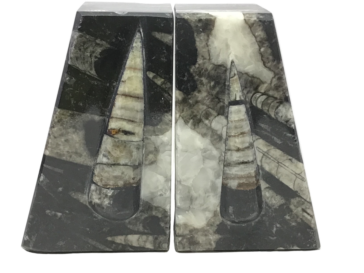 Orthoceras Fossil Bookends in Black Seabed - Trapezoid