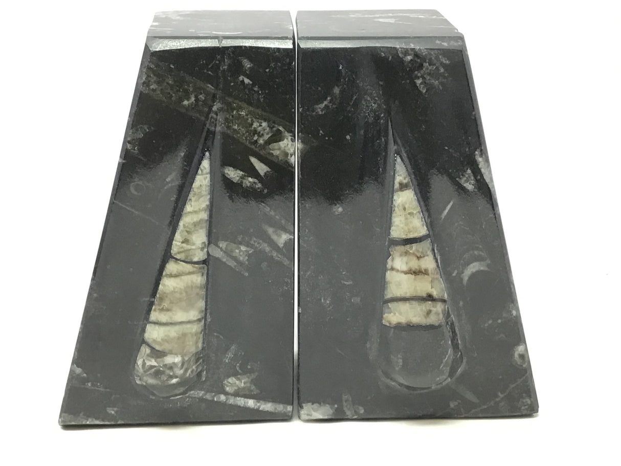 Orthoceras Fossil Bookends in Black Seabed - Trapezoid