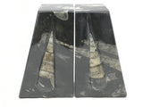 Orthoceras Fossil Bookends in Black Seabed - Trapezoid