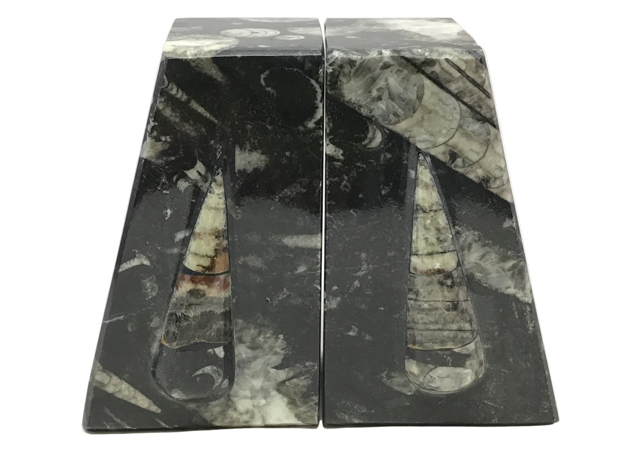 Orthoceras Fossil Bookends in Black Seabed - Trapezoid