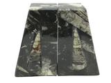Orthoceras Fossil Bookends in Black Seabed - Trapezoid