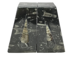 Orthoceras Fossil Bookends in Black Seabed - Trapezoid