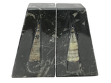 Orthoceras Fossil Bookends in Black Seabed - Trapezoid