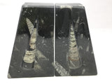 Orthoceras Fossil Bookends in Black Seabed - Trapezoid