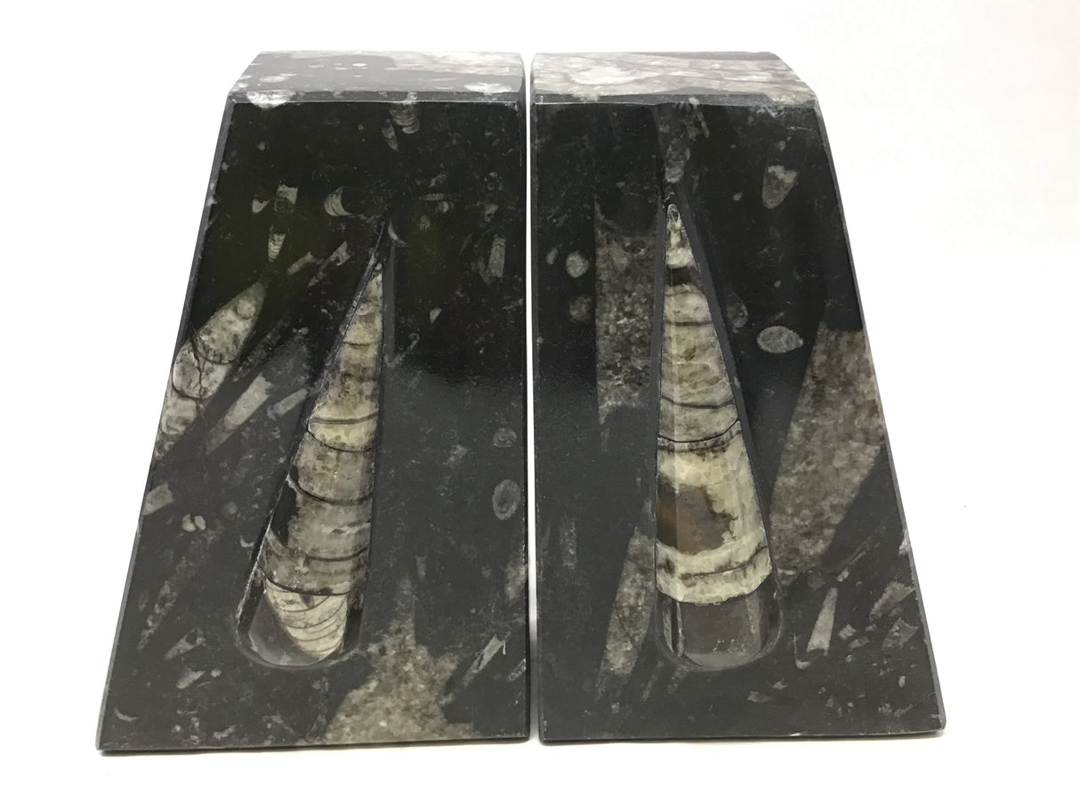 Orthoceras Fossil Bookends in Black Seabed - Trapezoid