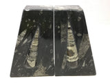 Orthoceras Fossil Bookends in Black Seabed - Trapezoid