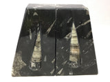 Orthoceras Fossil Bookends in Black Seabed - Trapezoid