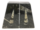 Orthoceras Fossil Bookends in Black Seabed - Trapezoid
