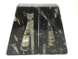 Orthoceras Fossil Bookends in Black Seabed - Trapezoid